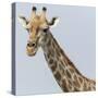 Namibia, Etosha, Klein Namutoni Waterhole. Portrait of a Giraffe-Jaynes Gallery-Stretched Canvas