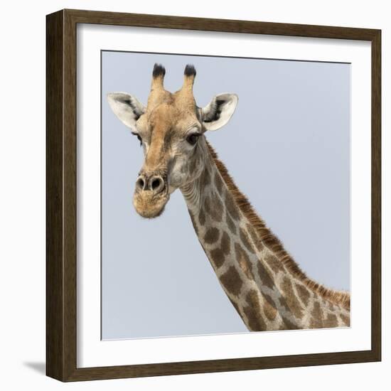 Namibia, Etosha, Klein Namutoni Waterhole. Portrait of a Giraffe-Jaynes Gallery-Framed Photographic Print