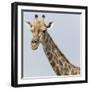 Namibia, Etosha, Klein Namutoni Waterhole. Portrait of a Giraffe-Jaynes Gallery-Framed Photographic Print