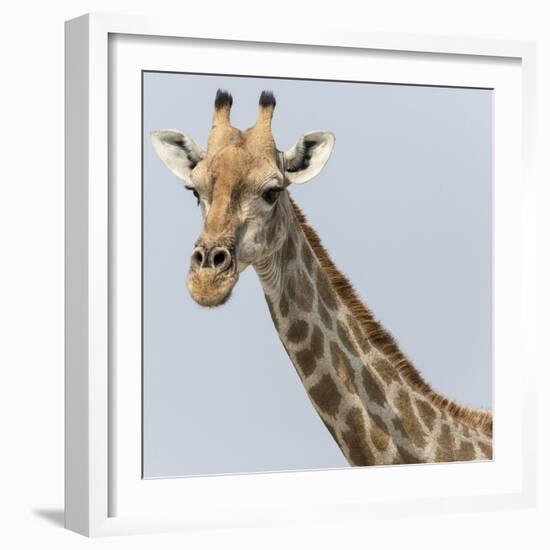 Namibia, Etosha, Klein Namutoni Waterhole. Portrait of a Giraffe-Jaynes Gallery-Framed Photographic Print