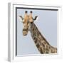 Namibia, Etosha, Klein Namutoni Waterhole. Portrait of a Giraffe-Jaynes Gallery-Framed Photographic Print