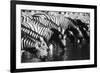 Namibia, Etosha National Park, Burchells Zebra Drinking at Waterhole-Stuart Westmorland-Framed Photographic Print