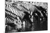 Namibia, Etosha National Park, Burchells Zebra Drinking at Waterhole-Stuart Westmorland-Mounted Photographic Print