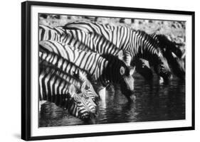 Namibia, Etosha National Park, Burchells Zebra Drinking at Waterhole-Stuart Westmorland-Framed Photographic Print