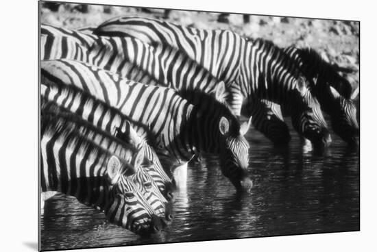 Namibia, Etosha National Park, Burchells Zebra Drinking at Waterhole-Stuart Westmorland-Mounted Photographic Print