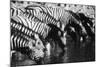 Namibia, Etosha National Park, Burchells Zebra Drinking at Waterhole-Stuart Westmorland-Mounted Photographic Print