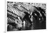 Namibia, Etosha National Park, Burchells Zebra Drinking at Waterhole-Stuart Westmorland-Framed Photographic Print