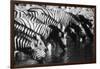 Namibia, Etosha National Park, Burchells Zebra Drinking at Waterhole-Stuart Westmorland-Framed Photographic Print