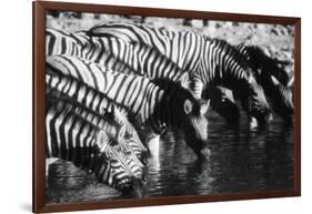 Namibia, Etosha National Park, Burchells Zebra Drinking at Waterhole-Stuart Westmorland-Framed Photographic Print