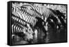 Namibia, Etosha National Park, Burchells Zebra Drinking at Waterhole-Stuart Westmorland-Framed Stretched Canvas