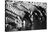 Namibia, Etosha National Park, Burchells Zebra Drinking at Waterhole-Stuart Westmorland-Stretched Canvas