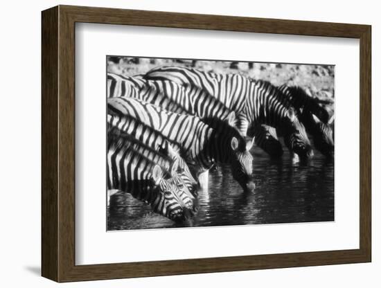 Namibia, Etosha National Park, Burchells Zebra Drinking at Waterhole-Stuart Westmorland-Framed Photographic Print