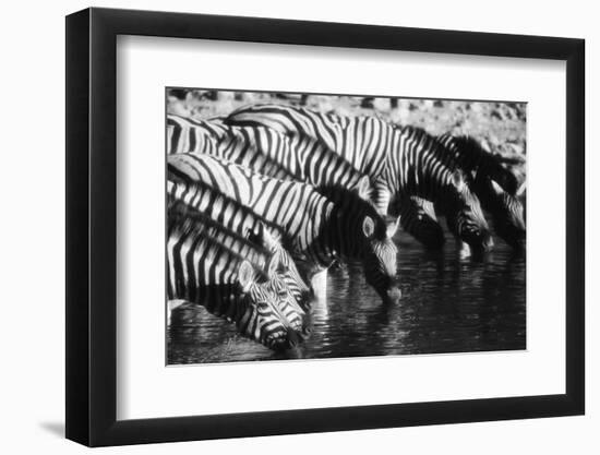 Namibia, Etosha National Park, Burchells Zebra Drinking at Waterhole-Stuart Westmorland-Framed Photographic Print