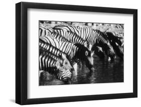 Namibia, Etosha National Park, Burchells Zebra Drinking at Waterhole-Stuart Westmorland-Framed Photographic Print