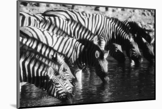 Namibia, Etosha National Park, Burchells Zebra Drinking at Waterhole-Stuart Westmorland-Mounted Photographic Print