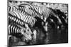 Namibia, Etosha National Park, Burchells Zebra Drinking at Waterhole-Stuart Westmorland-Mounted Photographic Print