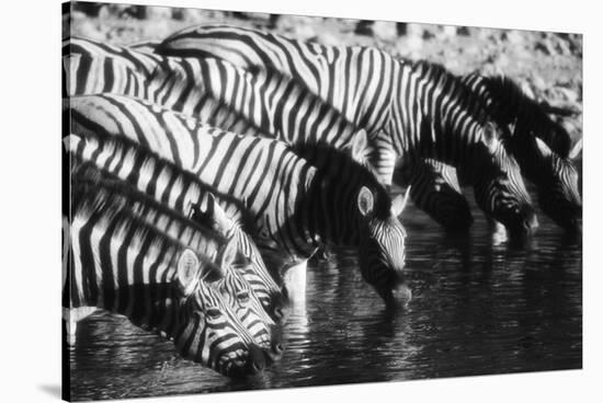 Namibia, Etosha National Park, Burchells Zebra Drinking at Waterhole-Stuart Westmorland-Stretched Canvas