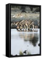 Namibia, Etosha National Park, Burchells Zebras Drinking from River-Stuart Westmorland-Framed Stretched Canvas