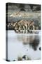 Namibia, Etosha National Park, Burchells Zebras Drinking from River-Stuart Westmorland-Stretched Canvas
