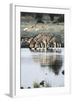 Namibia, Etosha National Park, Burchells Zebras Drinking from River-Stuart Westmorland-Framed Photographic Print