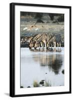 Namibia, Etosha National Park, Burchells Zebras Drinking from River-Stuart Westmorland-Framed Photographic Print