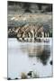 Namibia, Etosha National Park, Burchells Zebras Drinking from River-Stuart Westmorland-Mounted Photographic Print