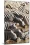 Namibia, Etosha National Park, Burchells Zebras Drinking from River-Stuart Westmorland-Mounted Photographic Print