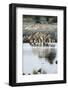 Namibia, Etosha National Park, Burchells Zebras Drinking from River-Stuart Westmorland-Framed Photographic Print