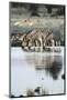 Namibia, Etosha National Park, Burchells Zebras Drinking from River-Stuart Westmorland-Mounted Photographic Print