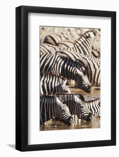 Namibia, Etosha National Park, Burchells Zebras Drinking from River-Stuart Westmorland-Framed Photographic Print