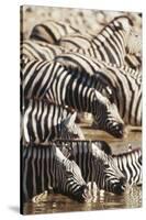 Namibia, Etosha National Park, Burchells Zebras Drinking from River-Stuart Westmorland-Stretched Canvas