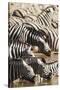 Namibia, Etosha National Park, Burchells Zebras Drinking from River-Stuart Westmorland-Stretched Canvas