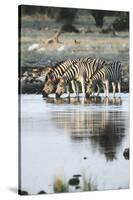 Namibia, Etosha National Park, Burchells Zebras Drinking from River-Stuart Westmorland-Stretched Canvas