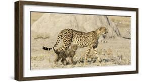 Namibia, Etosha National Park. Cheetah mother and cub.-Jaynes Gallery-Framed Photographic Print