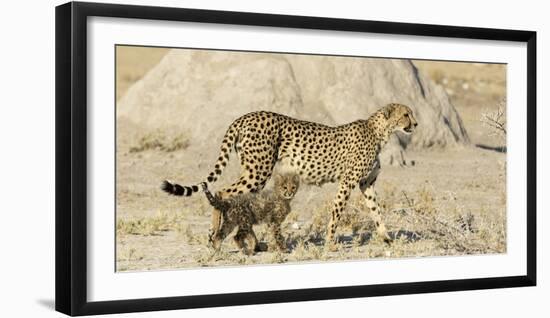 Namibia, Etosha National Park. Cheetah mother and cub.-Jaynes Gallery-Framed Photographic Print