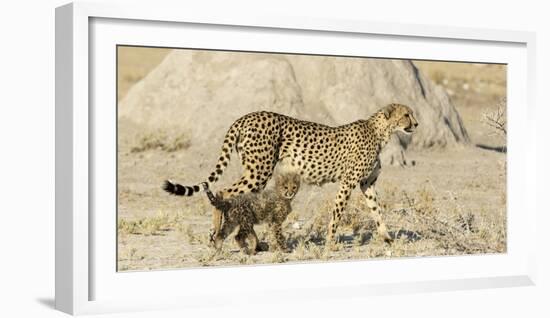 Namibia, Etosha National Park. Cheetah mother and cub.-Jaynes Gallery-Framed Photographic Print