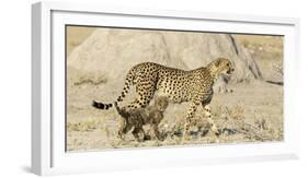 Namibia, Etosha National Park. Cheetah mother and cub.-Jaynes Gallery-Framed Photographic Print