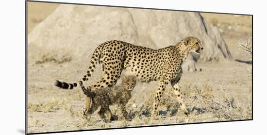 Namibia, Etosha National Park. Cheetah mother and cub.-Jaynes Gallery-Mounted Photographic Print