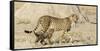 Namibia, Etosha National Park. Cheetah mother and cub.-Jaynes Gallery-Framed Stretched Canvas