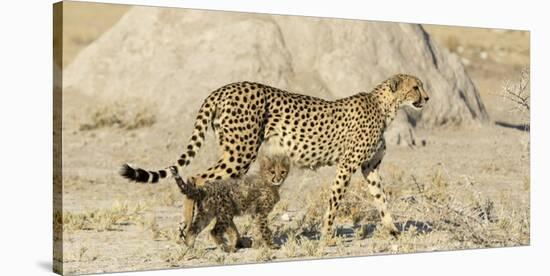 Namibia, Etosha National Park. Cheetah mother and cub.-Jaynes Gallery-Stretched Canvas