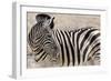 Namibia, Etosha National Park. Close-up of zebra.-Jaynes Gallery-Framed Photographic Print