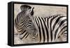 Namibia, Etosha National Park. Close-up of zebra.-Jaynes Gallery-Framed Stretched Canvas