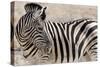 Namibia, Etosha National Park. Close-up of zebra.-Jaynes Gallery-Stretched Canvas
