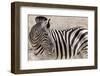 Namibia, Etosha National Park. Close-up of zebra.-Jaynes Gallery-Framed Photographic Print