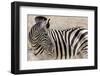 Namibia, Etosha National Park. Close-up of zebra.-Jaynes Gallery-Framed Photographic Print