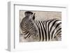 Namibia, Etosha National Park. Close-up of zebra.-Jaynes Gallery-Framed Photographic Print