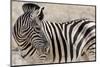 Namibia, Etosha National Park. Close-up of zebra.-Jaynes Gallery-Mounted Photographic Print
