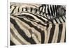 Namibia, Etosha National Park. Close-up of zebras.-Jaynes Gallery-Framed Photographic Print