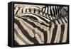 Namibia, Etosha National Park. Close-up of zebras.-Jaynes Gallery-Framed Stretched Canvas