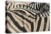 Namibia, Etosha National Park. Close-up of zebras.-Jaynes Gallery-Stretched Canvas